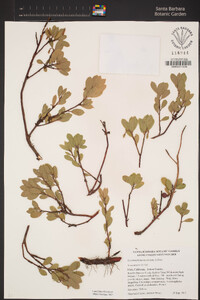 Arctostaphylos nevadensis subsp. nevadensis image