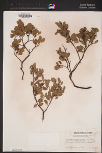 Arctostaphylos hookeri image