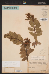 Arctostaphylos confertiflora image