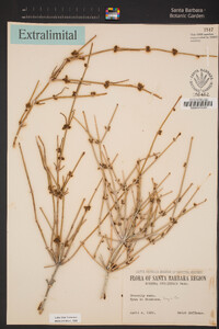 Ephedra nevadensis image