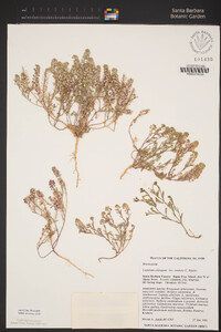 Lepidium oblongum image