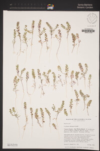 Lepidium oblongum image