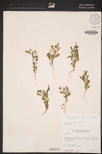 Lepidium oblongum image