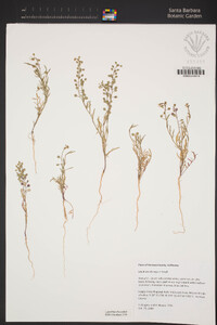 Lepidium oblongum image