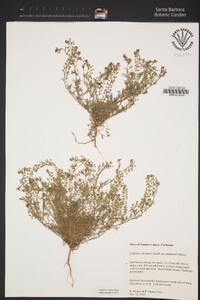 Lepidium oblongum image