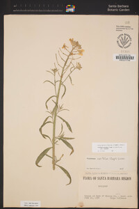 Erysimum capitatum var. capitatum image