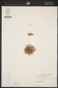 Hornungia procumbens image