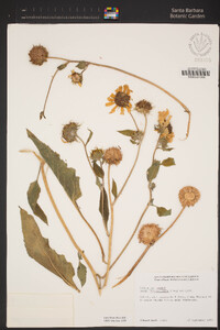 Helianthus annuus image