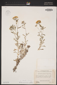 Eriophyllum confertiflorum image