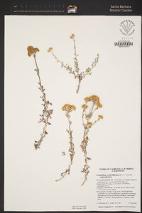 Eriophyllum confertiflorum image