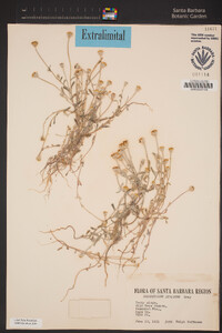 Eriophyllum ambiguum image