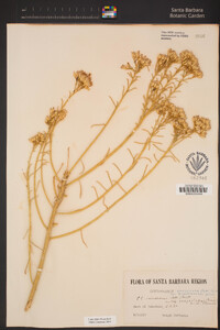 Ericameria nauseosa var. hololeuca image