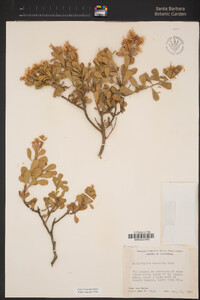 Ericameria cuneata image