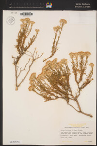 Ericameria cooperi image