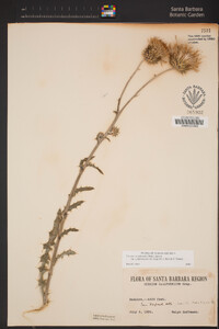 Cirsium occidentale var. californicum image