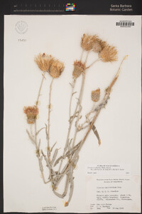 Cirsium occidentale var. californicum image