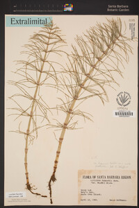 Equisetum telmateia subsp. braunii image