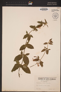 Image of Lonicera similis
