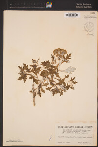 Eriophyllum staechadifolium image