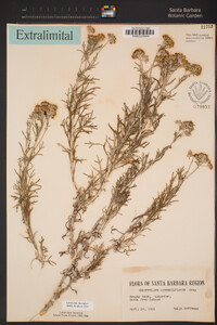 Eriophyllum confertiflorum image