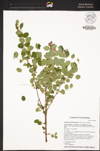 Symphoricarpos mollis image