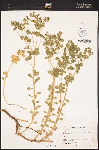Euphorbia crenulata image