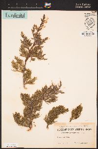 Juniperus grandis image