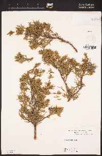 Juniperus grandis image