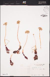 Allium haematochiton image