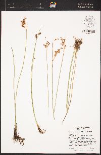 Juncus balticus image