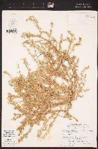 Atriplex coulteri image