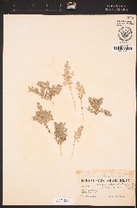 Atriplex elegans var. fasciculata image