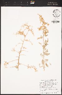 Atriplex lentiformis image