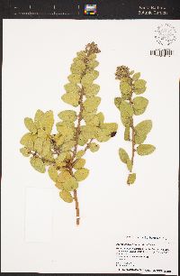 Arctostaphylos confertiflora image