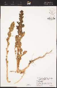 Chenopodium album image