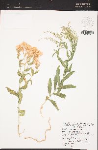 Lepidium appelianum image