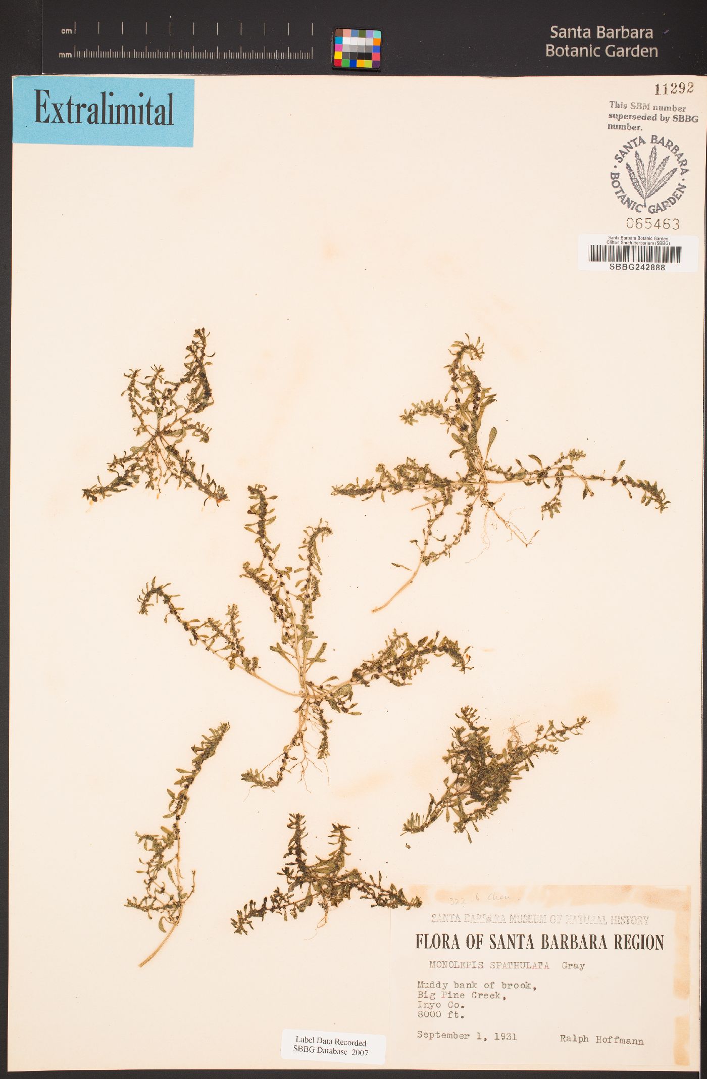 Monolepis spathulata image