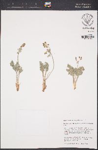 Lomatium mohavense image