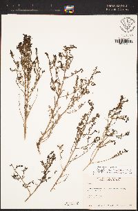 Suaeda taxifolia image