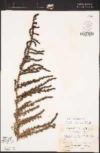 Suaeda taxifolia image