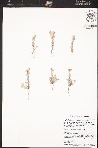 Logfia filaginoides image