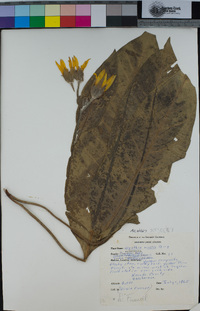 Wyethia mollis image