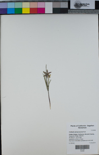 Fritillaria atropurpurea image