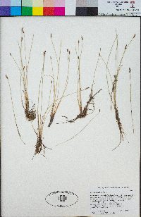 Eleocharis parishii image