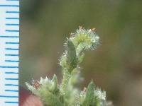 Cryptantha glomeriflora image