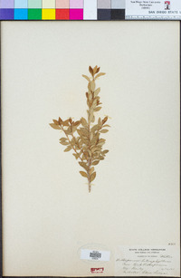 Image of Pittosporum heterophyllum