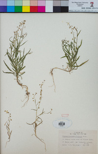 Thysanocarpus laciniatus image