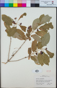 Lonicera involucrata image