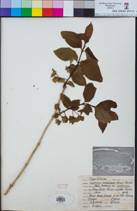 Lonicera involucrata var. involucrata image