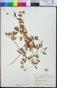 Lathyrus vestitus image